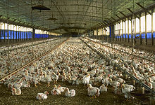 A commercial chicken house in Florida, with open sides raising broiler pullets for meat