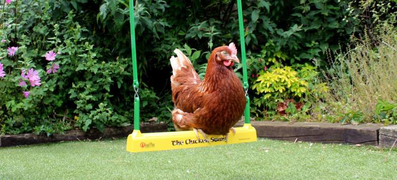 Gingernut_ranger_perching_on_the_chicken_swing_in_garden