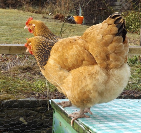 Buff Sussex hens